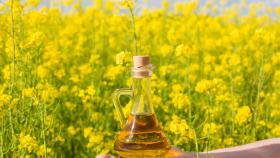 Россия впервые поставила рапсовое масло в Марокко